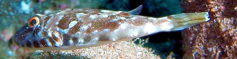 Sphoeroides marmoratus_03.jpg